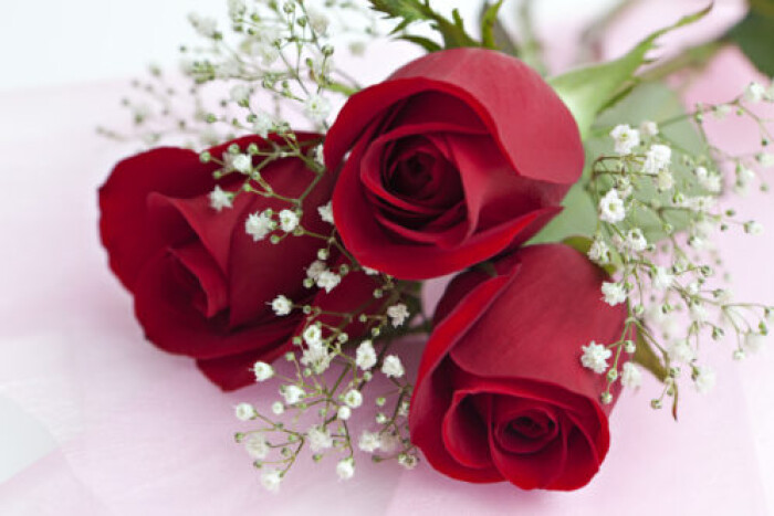 A close up on three red roses with baby breath's flowers too on a pink background